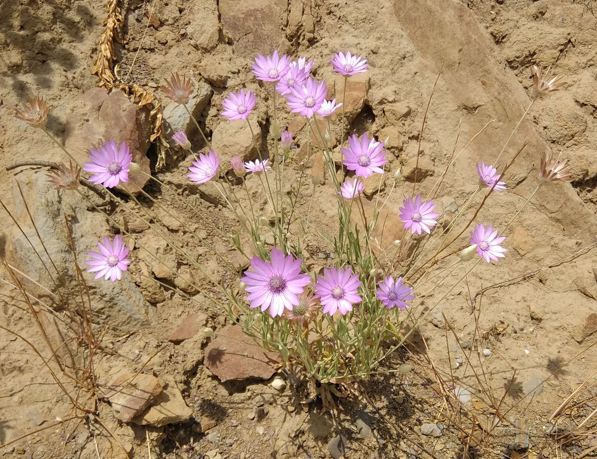 Xeranthemum annuum L. resmi