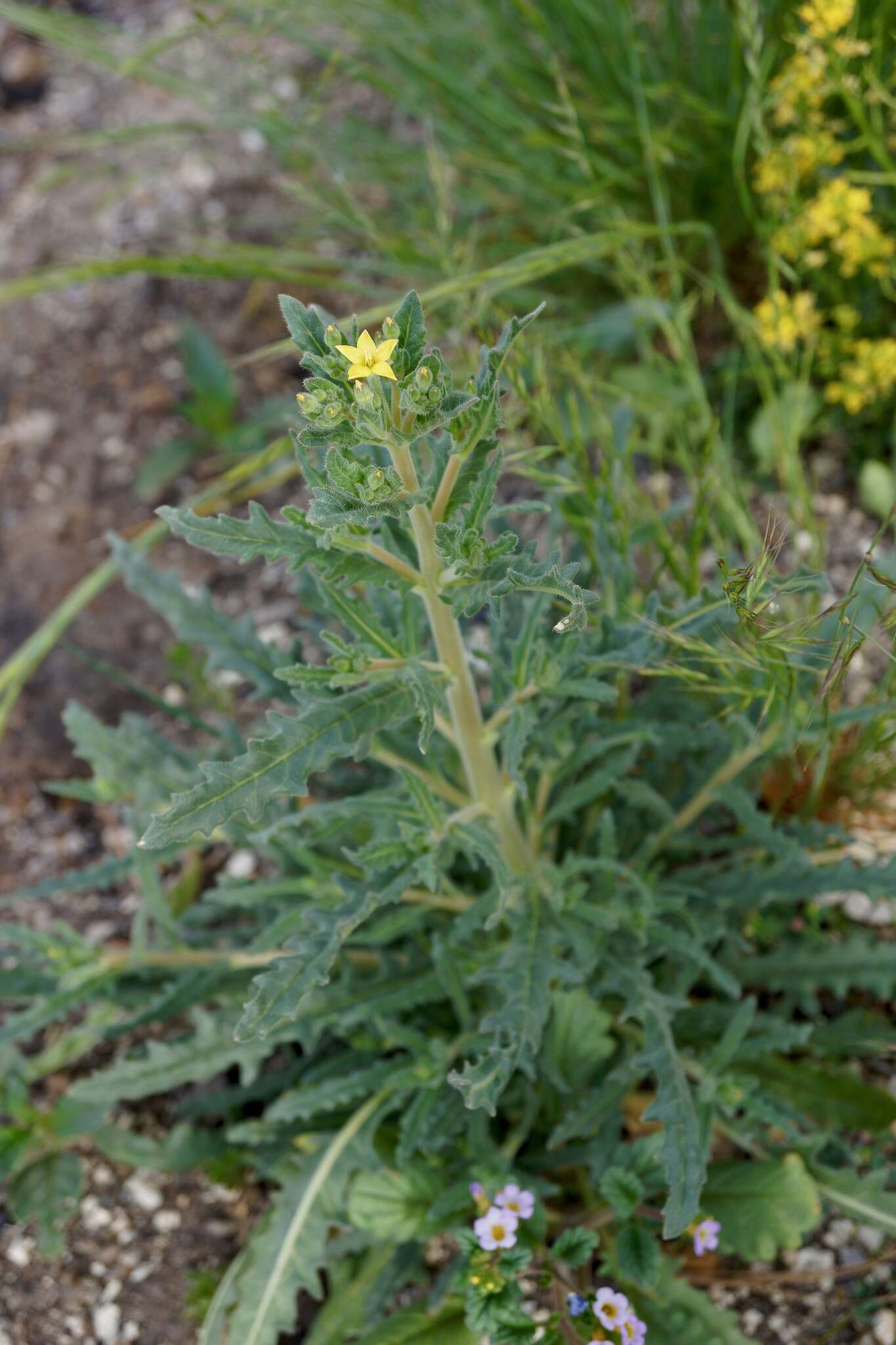 Image of San Luis blazingstar