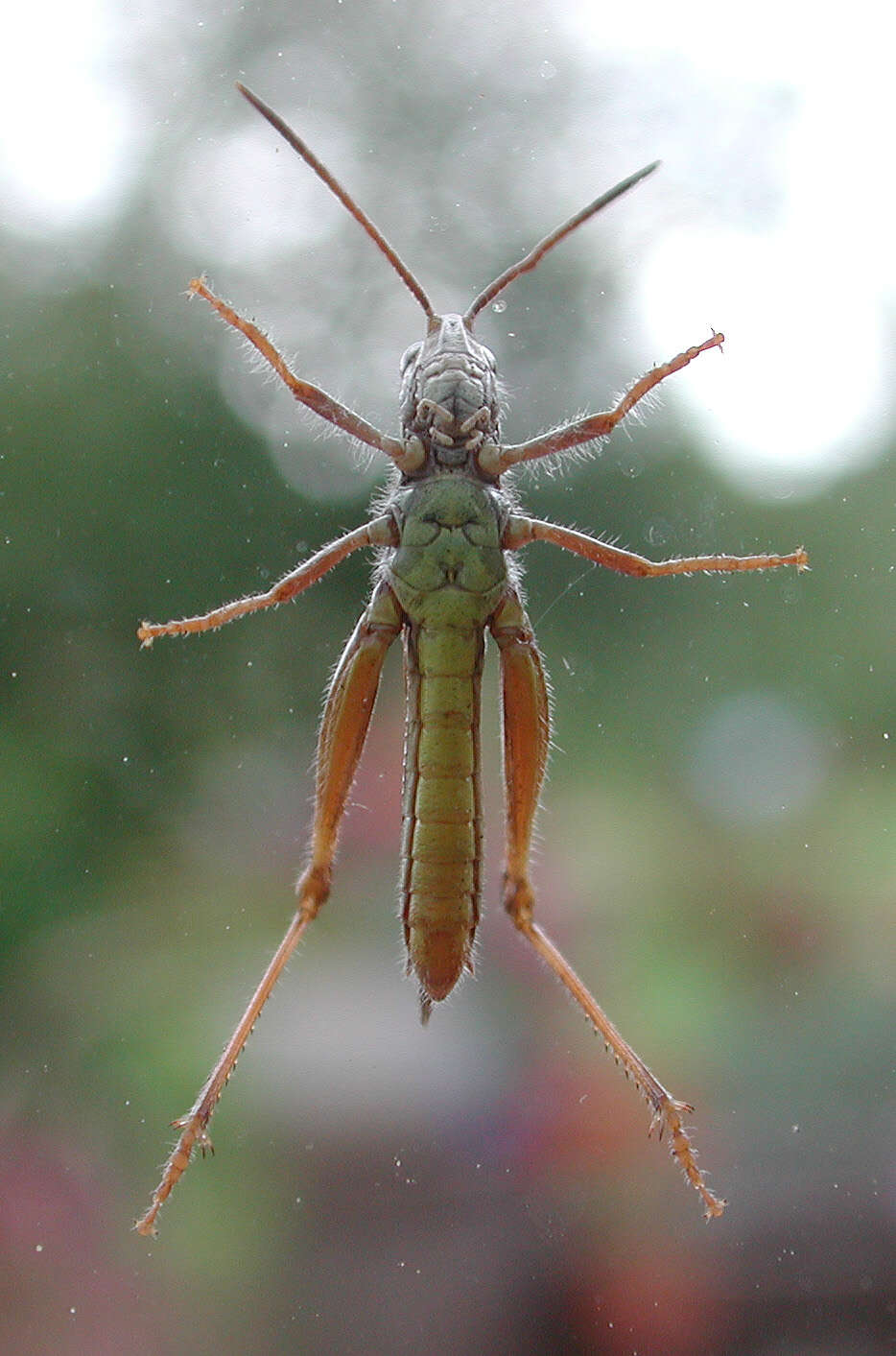 Image de criquet mélodieux