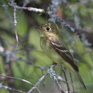 Image of Yellow-bellied Flycatcher