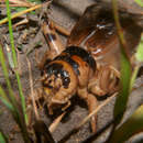 Image of Brachytrupes membranaceus (Drury 1770)