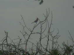 Image of Vermilion Cardinal