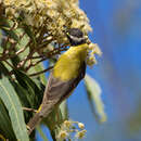 صورة Melithreptus gularis laetior Gould 1875