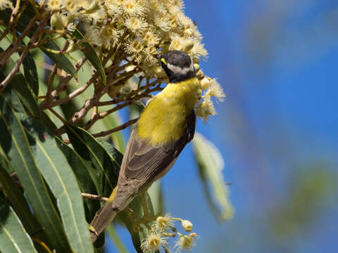 صورة Melithreptus gularis laetior Gould 1875