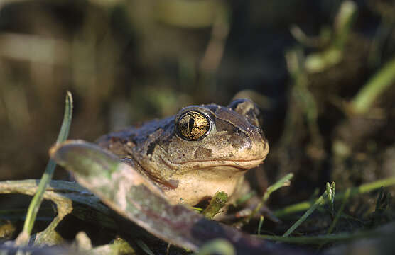 Image of Common Spadefoot