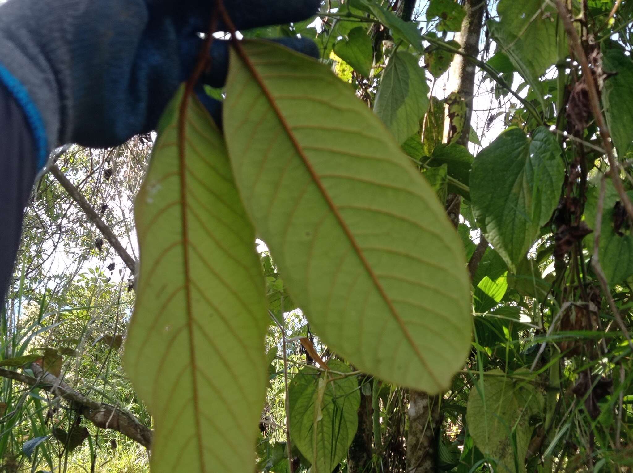 Слика од Annona cherimolioides Triana & Planch.