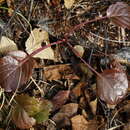 Image de Pyrola asarifolia subsp. incarnata (DC.) E. Murr.