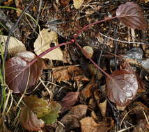 Image of liverleaf wintergreen