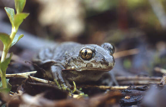 Image of Common Spadefoot