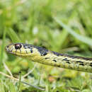 Image of Thamnophis pulchrilatus (Cope 1885)