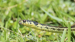 Thamnophis pulchrilatus (Cope 1885)的圖片