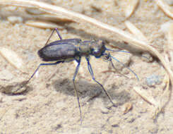 Image of Backroad tiger beetle