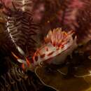 Image of Fiery nudibranch