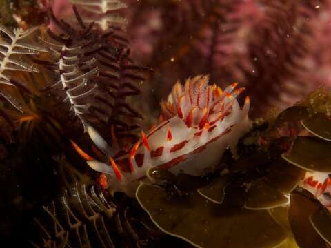 Image of Fiery nudibranch