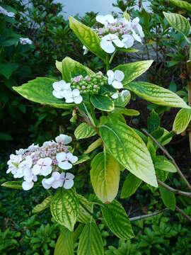 Image of Hydrangea serrata (Thunb.) Ser.