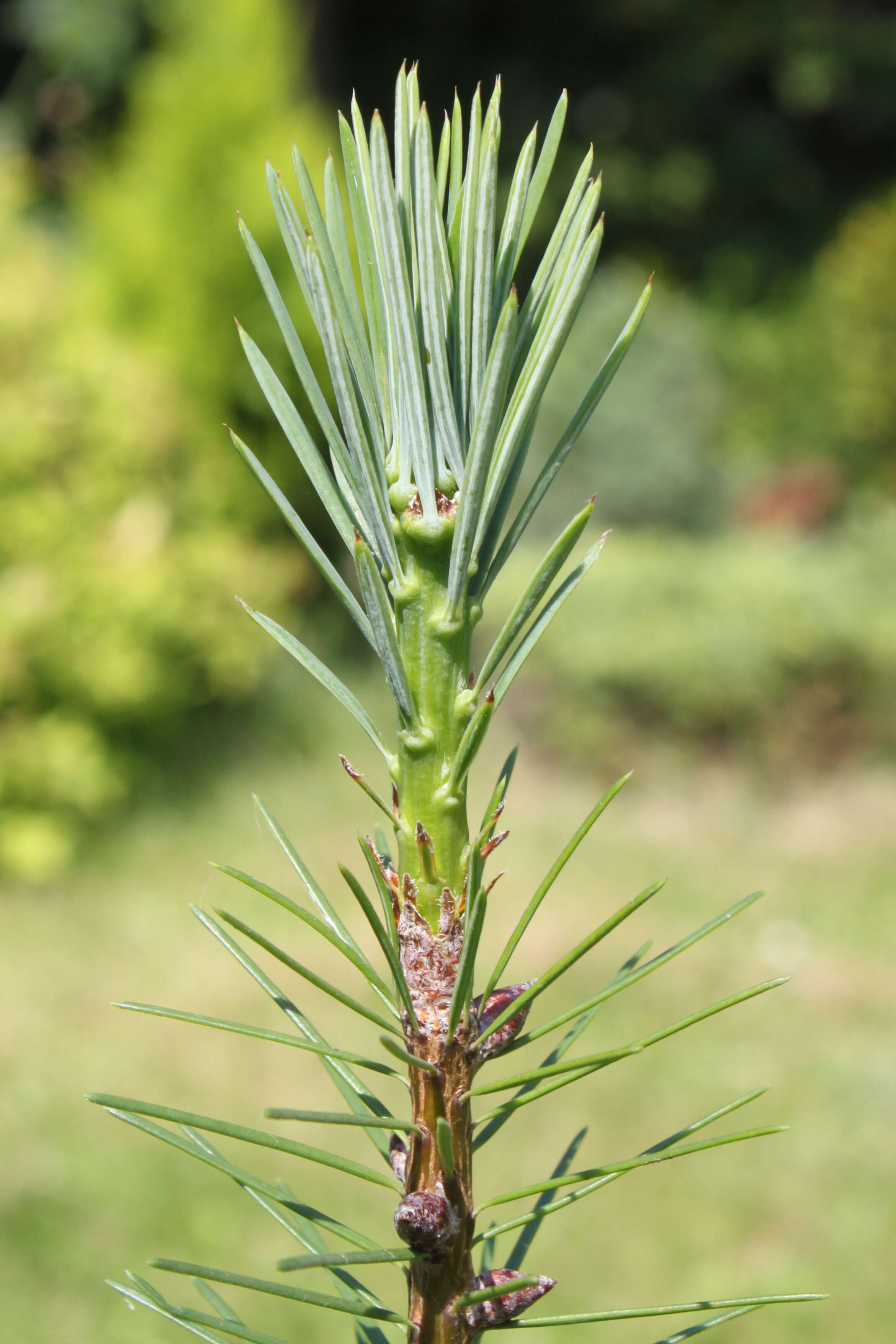 Image of Douglas Fir