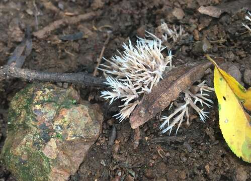 صورة Pterula subulata Fr. 1830