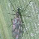 Sivun Perissommatidae kuva