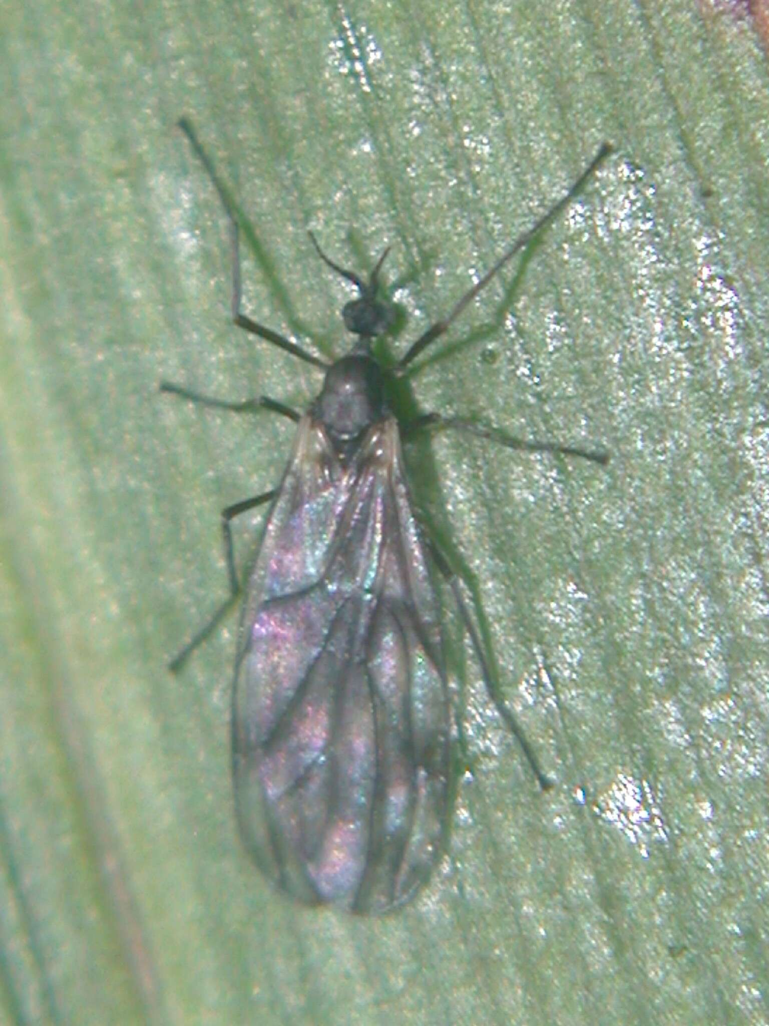 Image of Perissommatidae