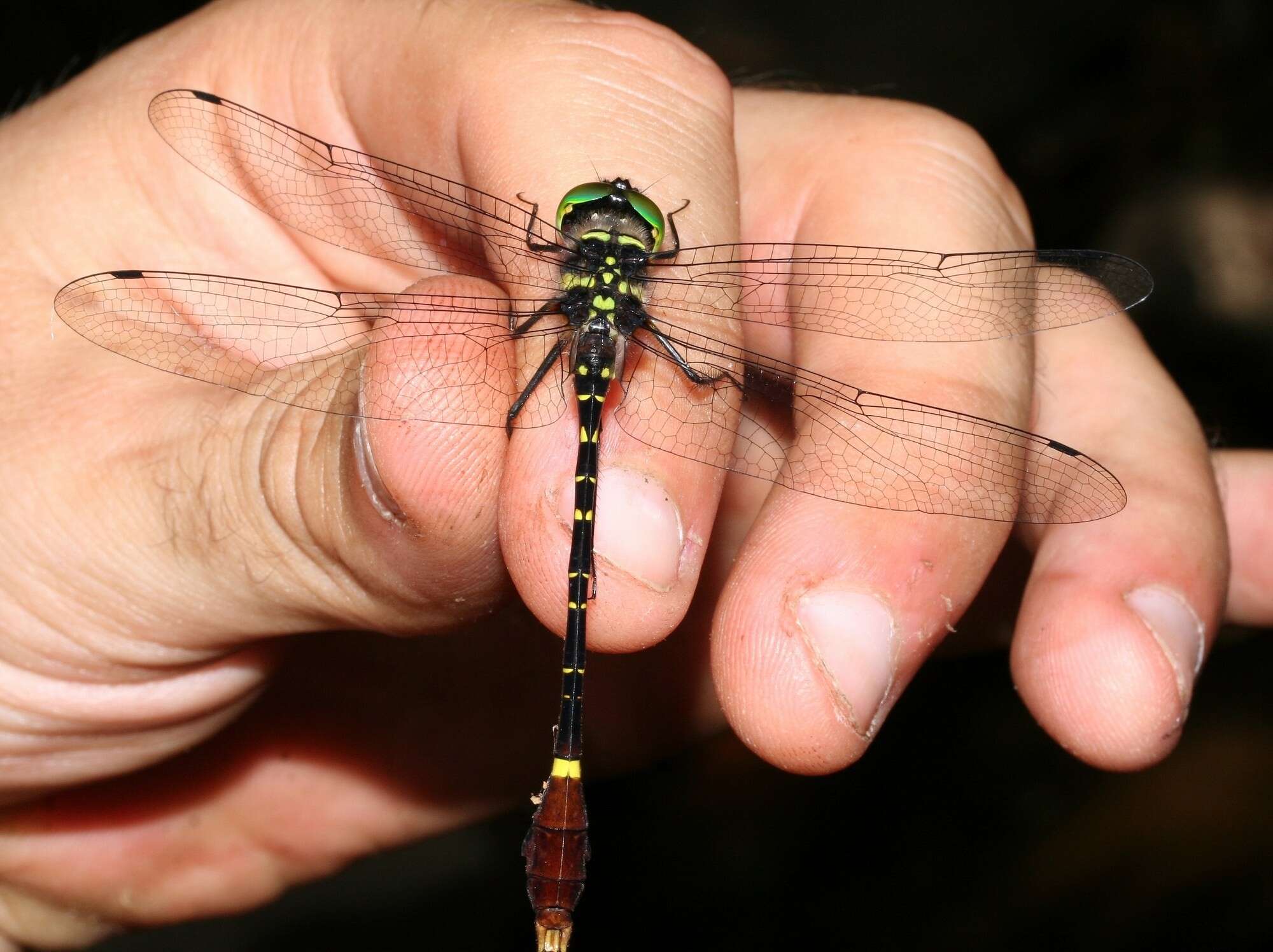 Image of Phyllomacromia trifasciata (Rambur 1842)