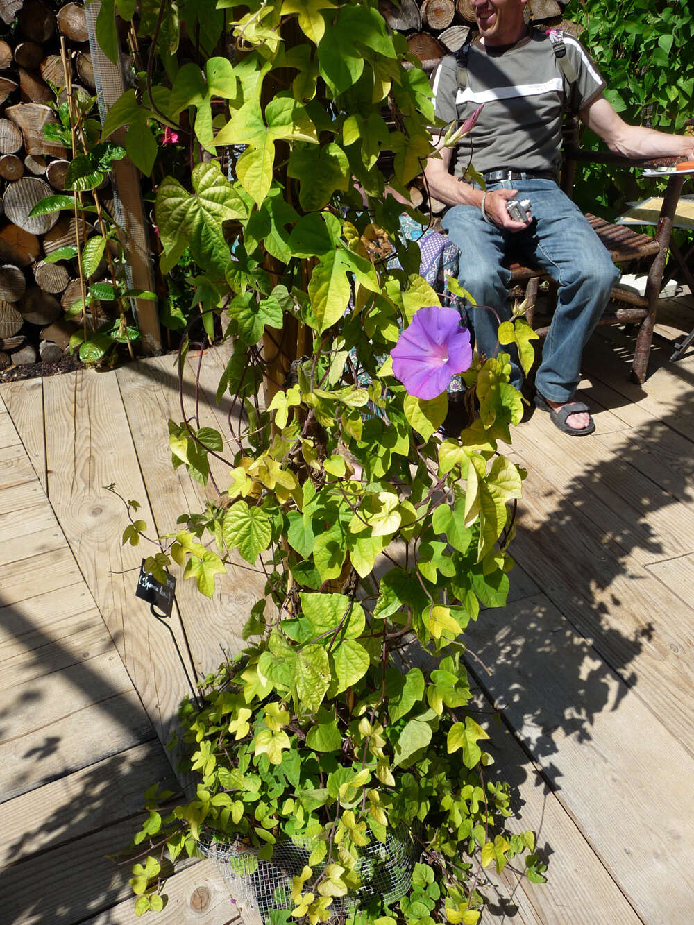 Sivun Ipomoea indica (J. Burman) Merr. kuva