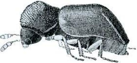Image of <i>Xylopsocus gibbicollis</i> (Mac Leay 1873)
