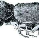 Xylopsocus gibbicollis (MacLeay 1873) resmi