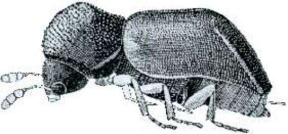 Image of Xylopsocus gibbicollis (MacLeay 1873)