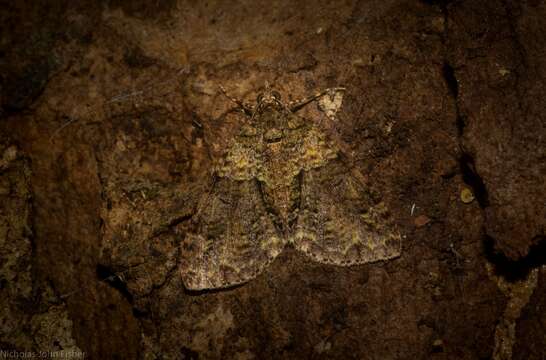 Слика од Polyclysta hypogrammata Guenée 1858