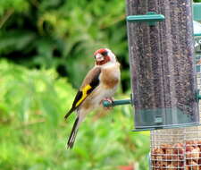 Image of European Goldfinch