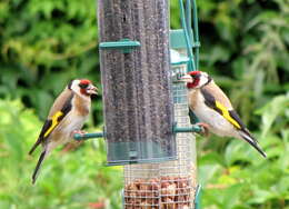 Image of European Goldfinch