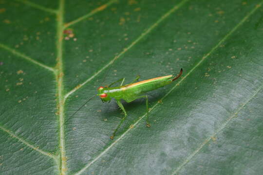 Image of Asiophlugis thaumasia (Hebard 1922)