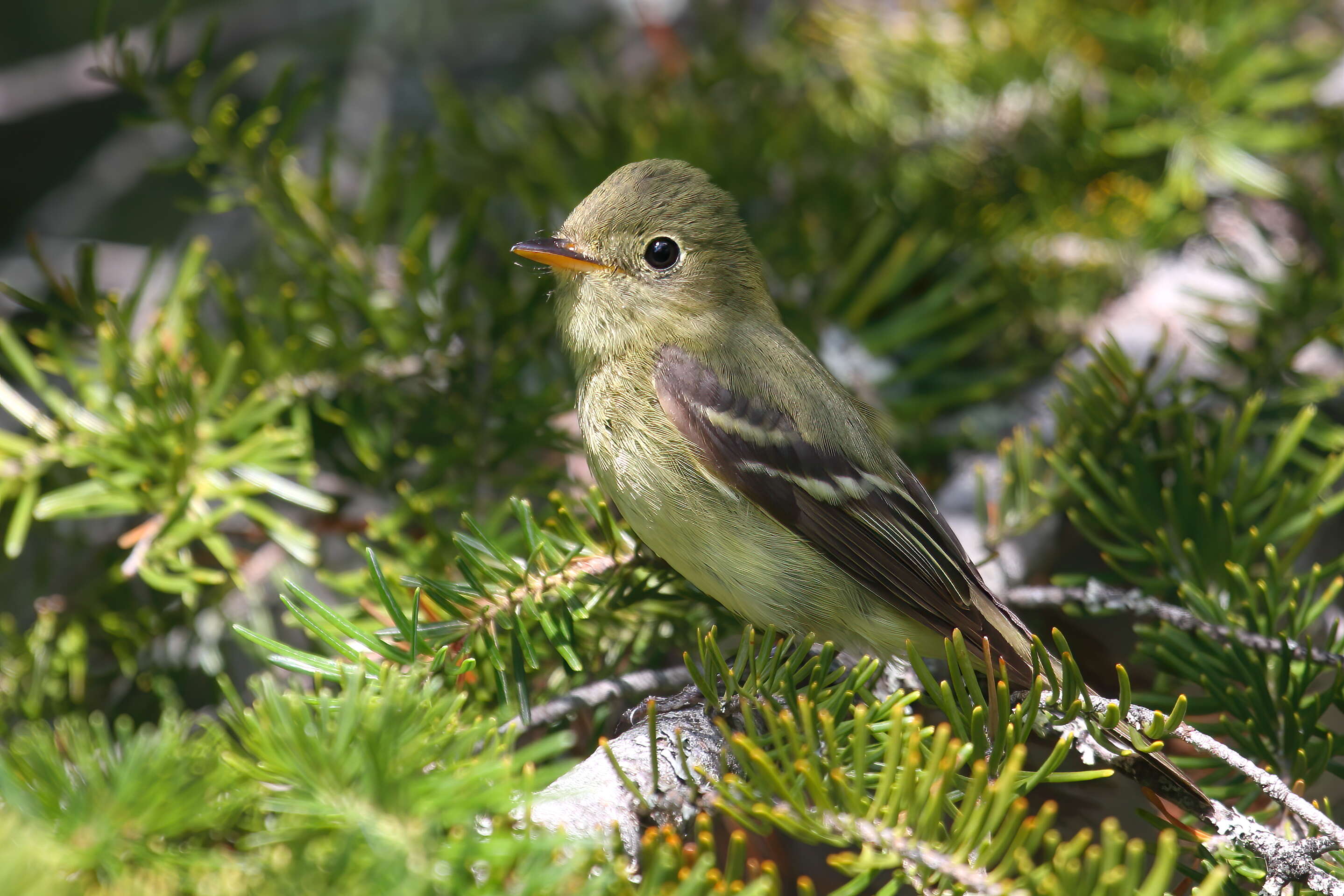 Image of Yellow-bellied Flycatcher