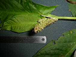 Image of Piper sagittifolium C. DC. ex Pittier