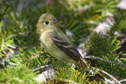 Image of Yellow-bellied Flycatcher