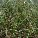 Image of Cyperus exaltatus Retz.