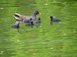 Image of Common Moorhen