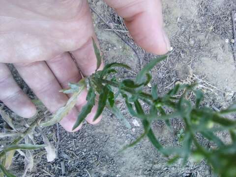 Image of Erigeron floribundus (Kunth) Sch. Bip.