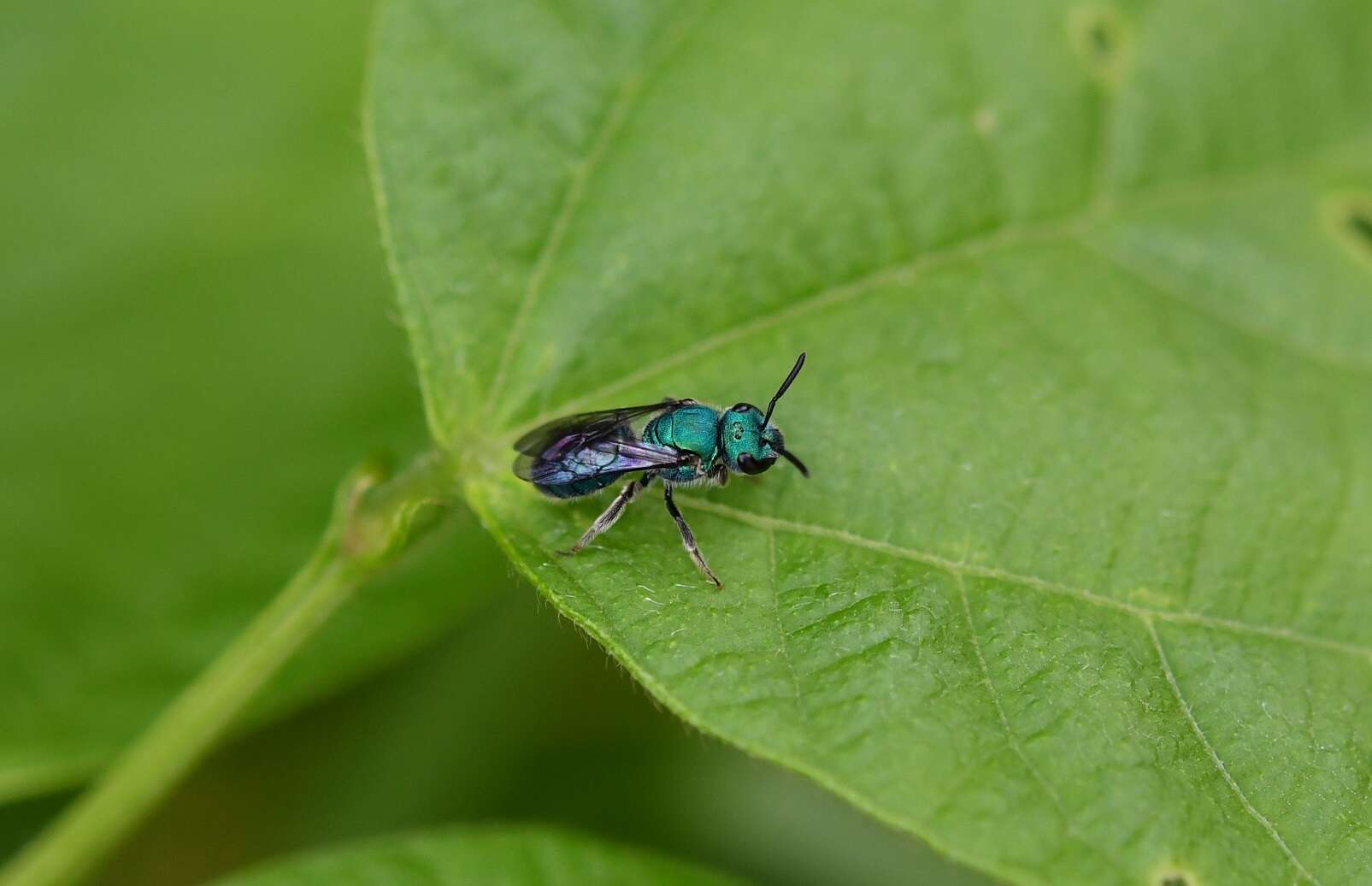 Augochlora azteca (Vachal 1911)的圖片