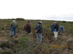 Image of Nenax acerosa subsp. macrocarpa (Eckl. & Zeyh.) Puff