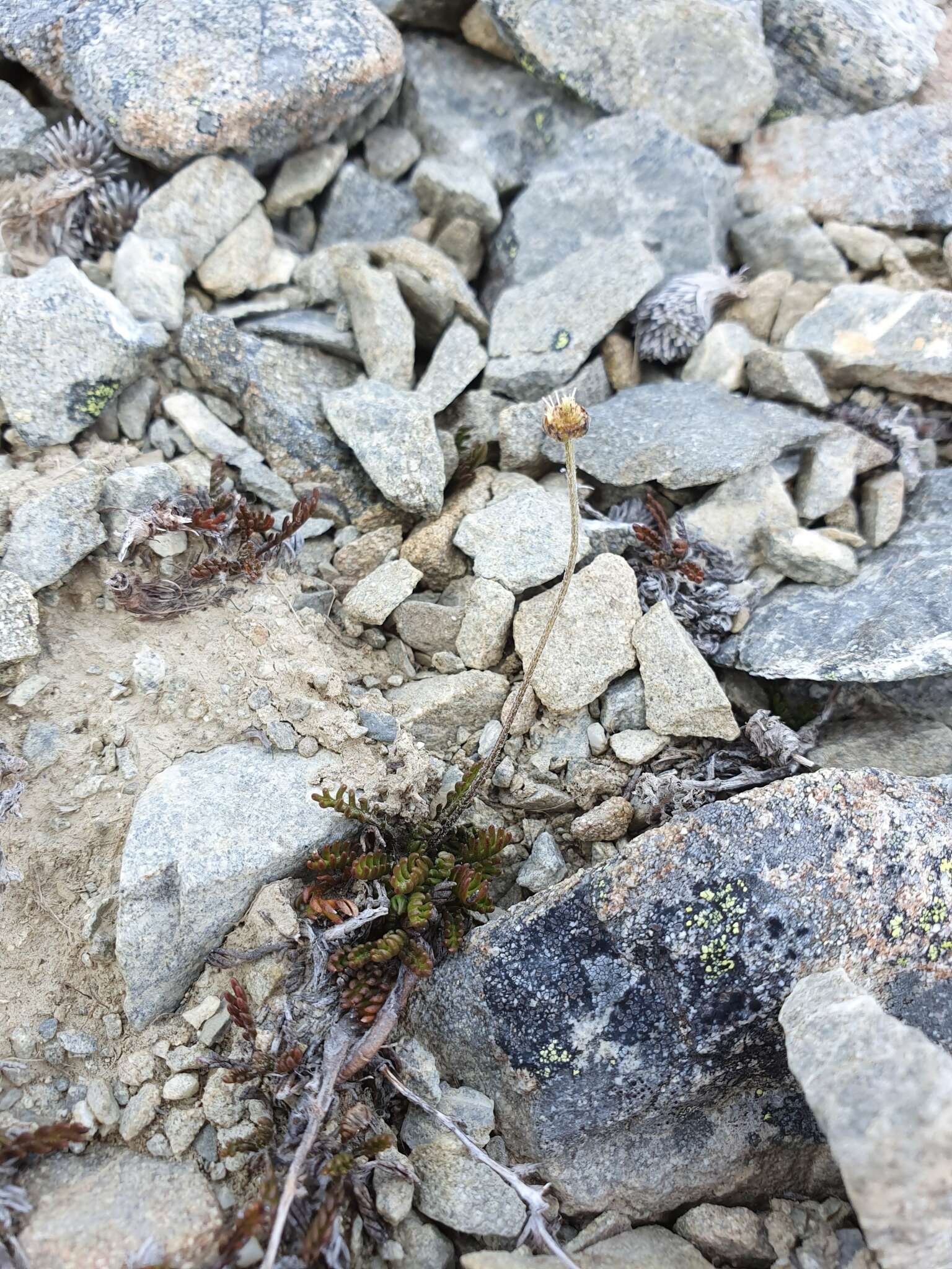 Image of Leptinella pectinata subsp. pectinata