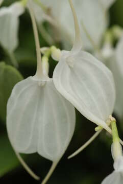 Image of Masdevallia tovarensis Rchb. fil.