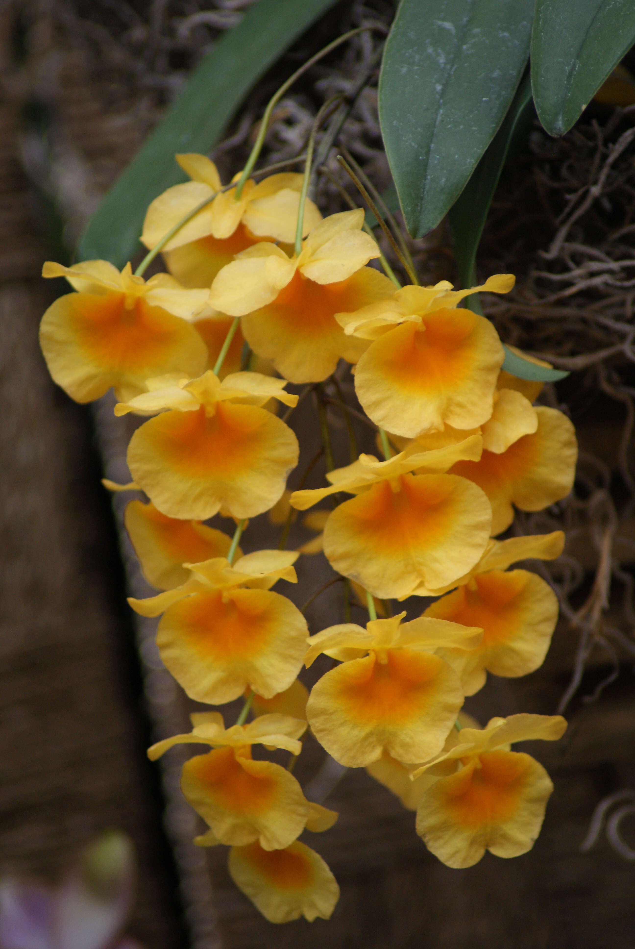 Imagem de Dendrobium jenkinsii Wall. ex Lindl.