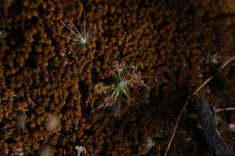 Image de Drosera echinoblastus N. Marchant & Lowrie