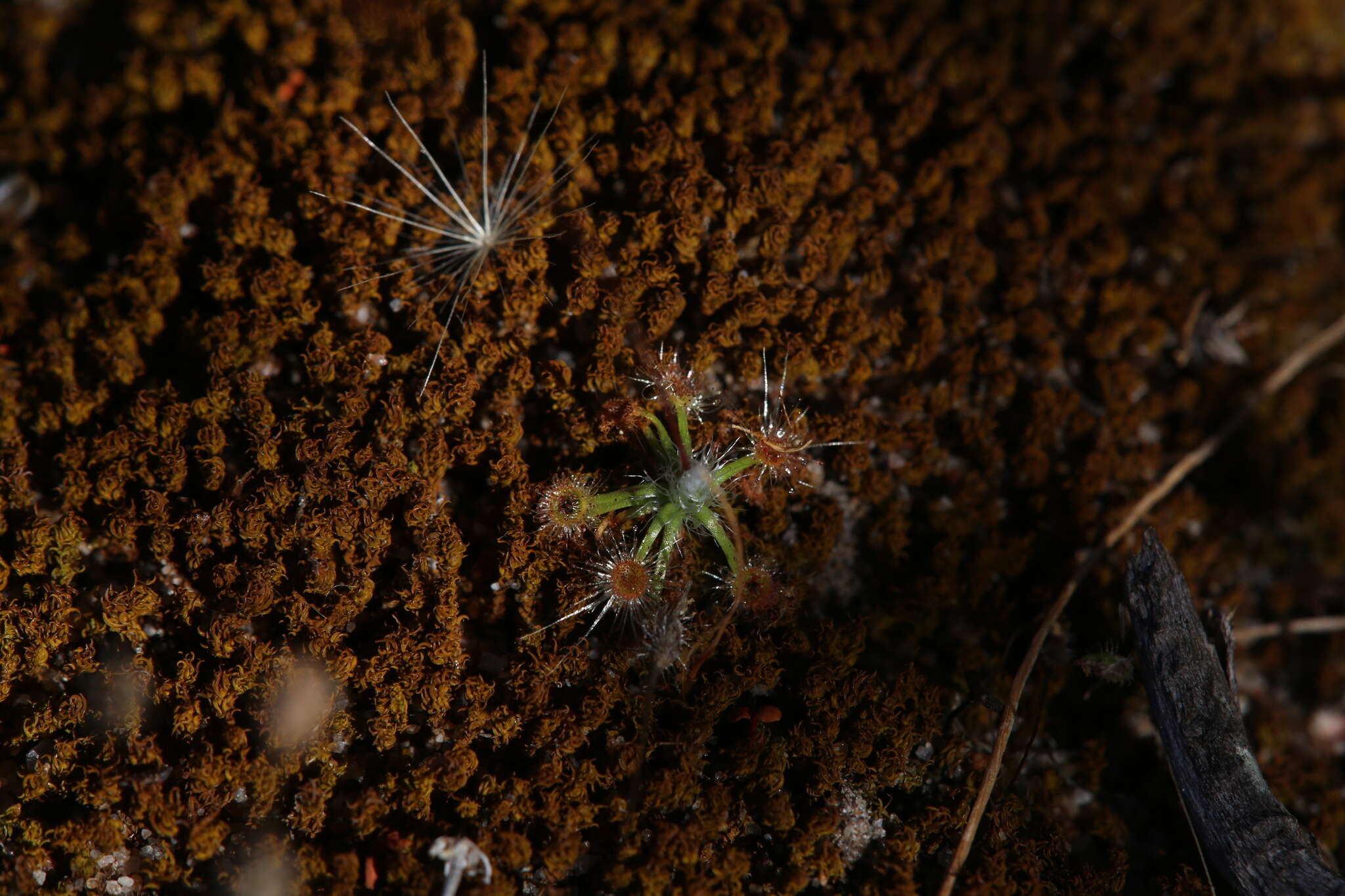 Image de Drosera echinoblastus N. Marchant & Lowrie