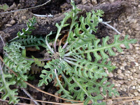 Image of Fendler's ragwort