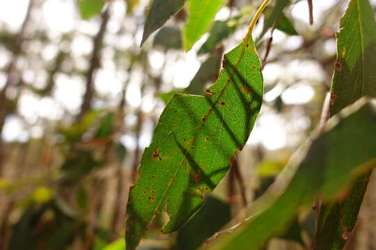 Image of broadleaf peppermint gum