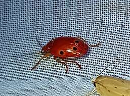 Image of Lebia (Chelonodema) ocelligera (Bates 1883)