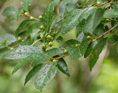 Image of Michigan holly