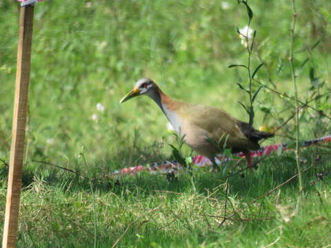 Image of Giant Wood Rail